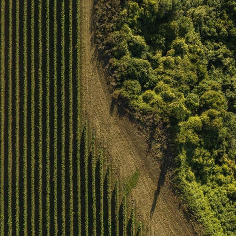 Rhône Valley
